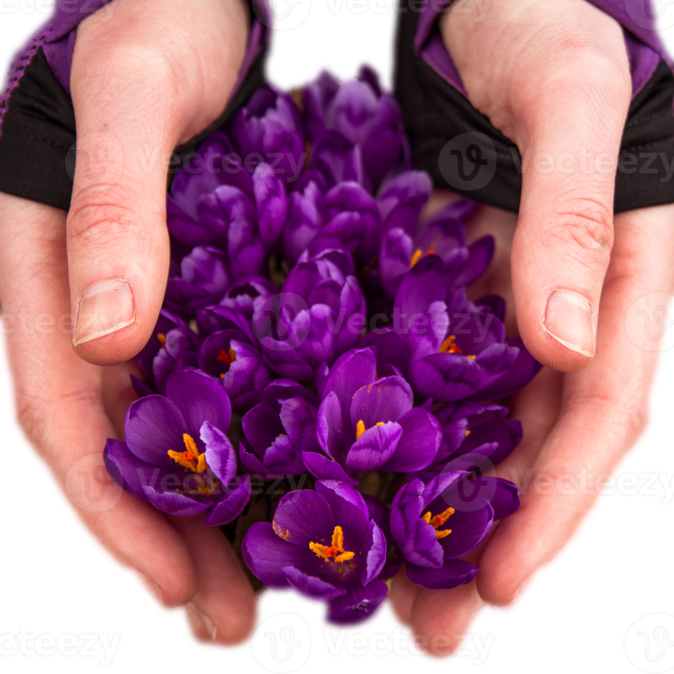 Hands holding blossoming crocus flowers softly isolated PNG photo with transparent background. High quality cut out object. Realistic image overlay for website design, layout, social media