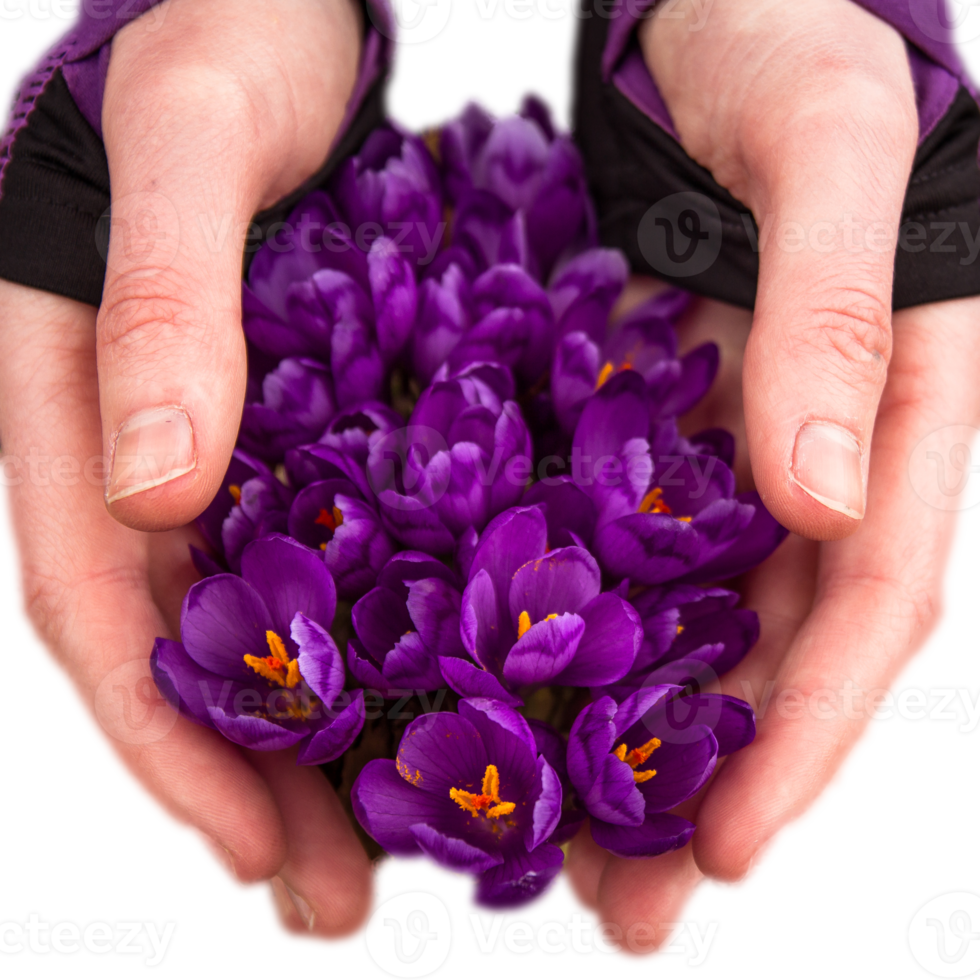 händer innehav blomstrande krokus blommor mjukt isolerat png Foto med transparent bakgrund. hög kvalitet skära ut objekt. realistisk bild täcka över för hemsida design, layout, social media