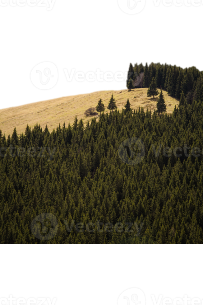 High yellow hill overgrown with pine trees isolated PNG photo with transparent background. High quality cut out scene element. Realistic image overlay for website design, layout, social media