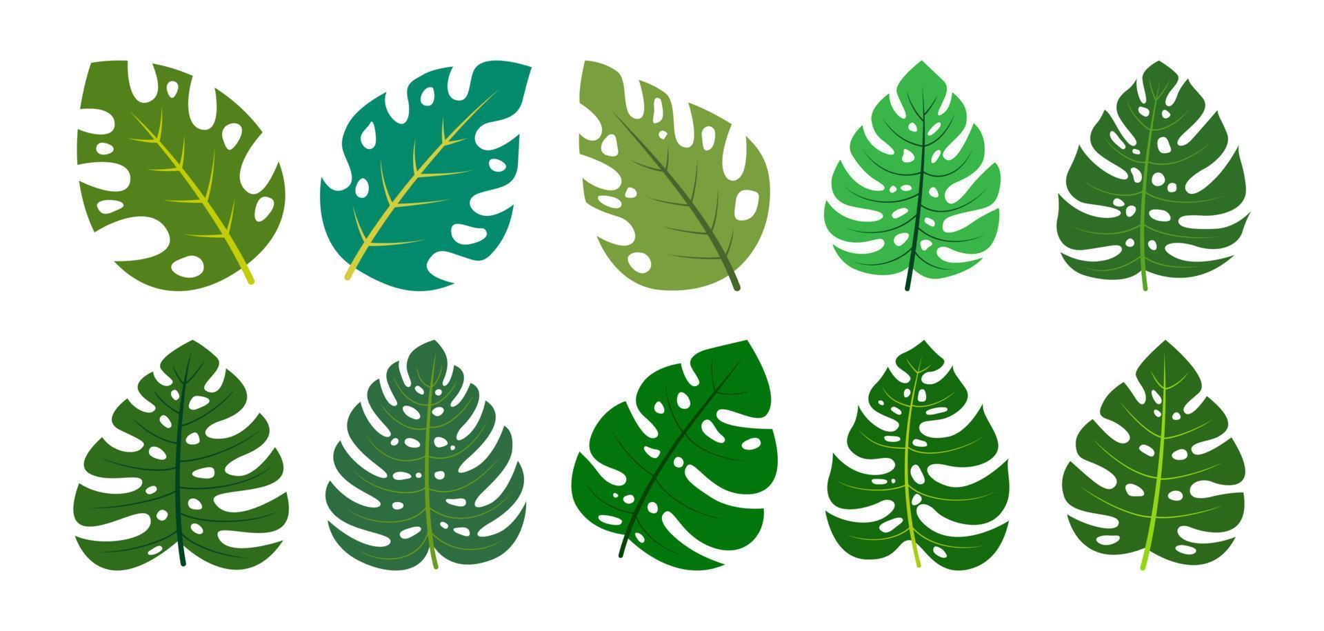 monstera hojas diseño vector ilustración