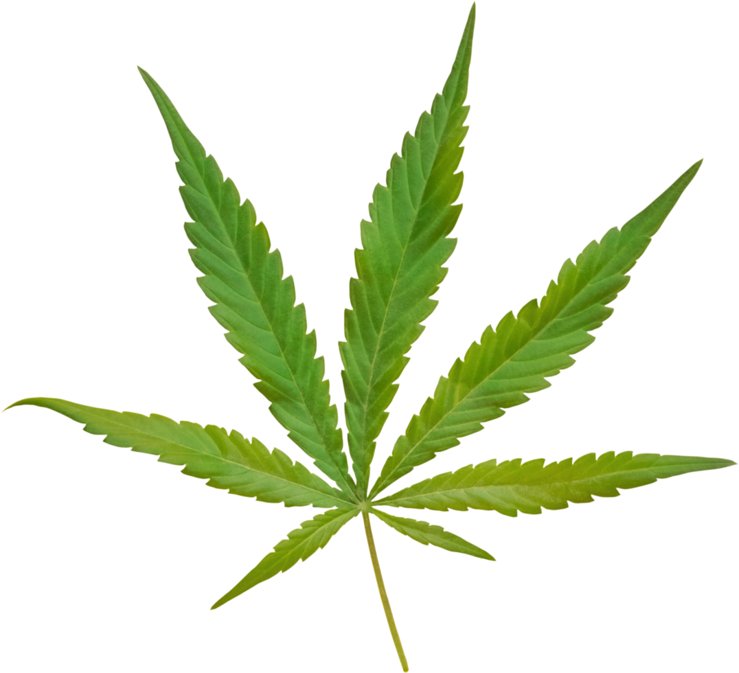 cannabis, canapa foglia tagliare su su trasparente sfondo. png