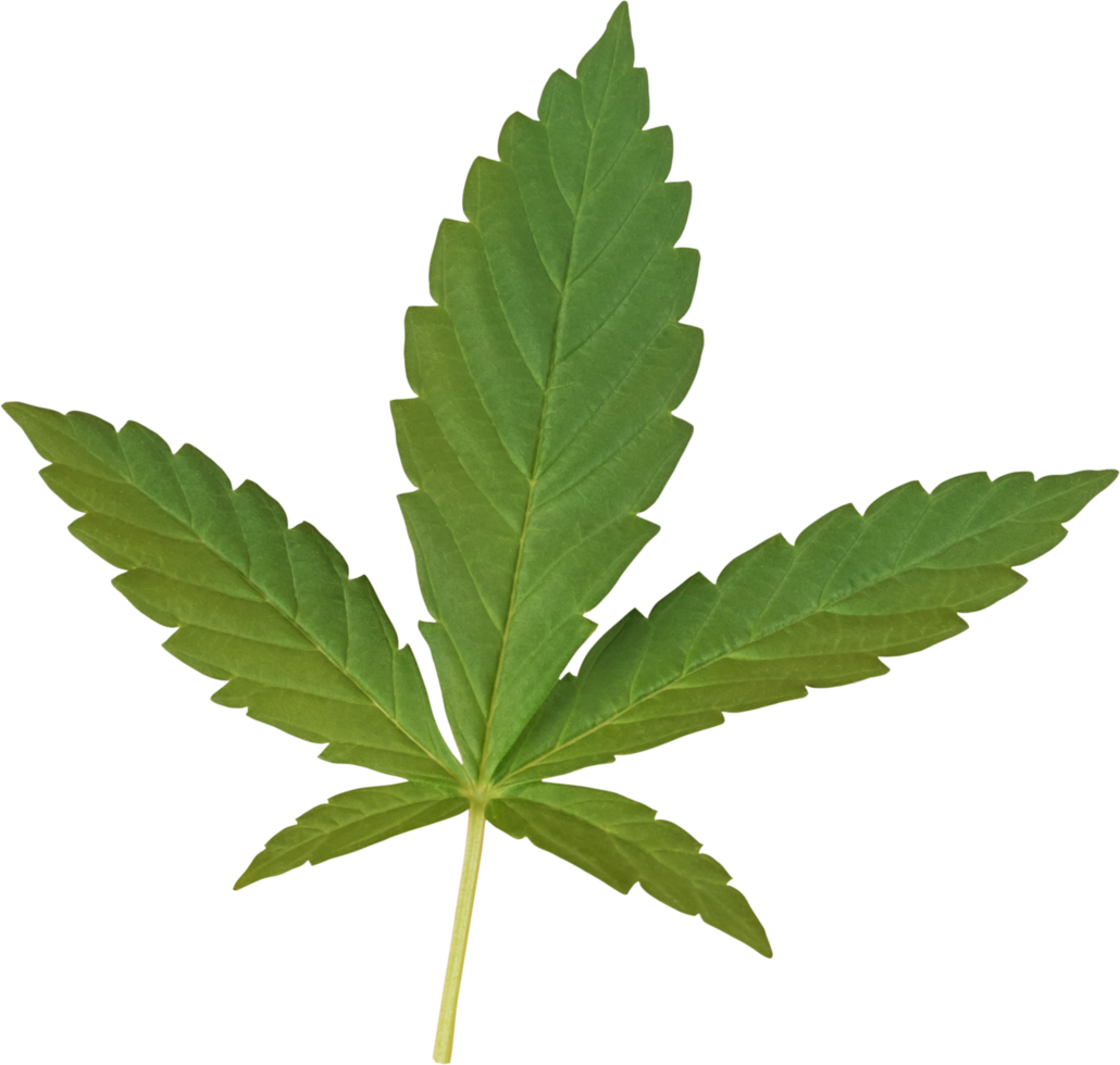 cannabis, hemp leaf cut out on transparent background. png