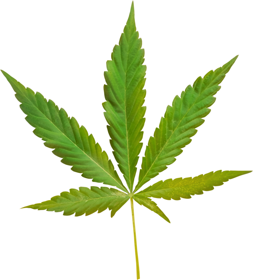 cannabis, hemp leaf cut out on transparent background. png