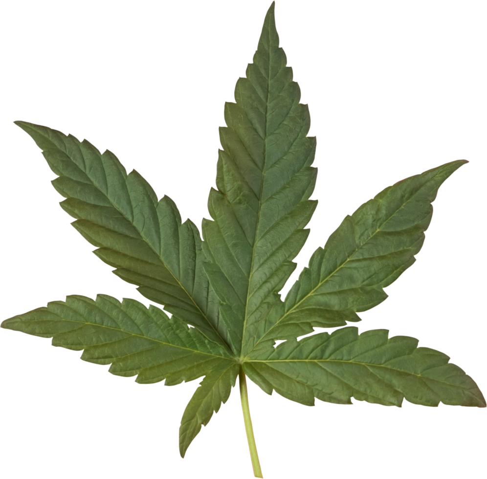 cannabis, hemp leaf cut out on transparent background. png