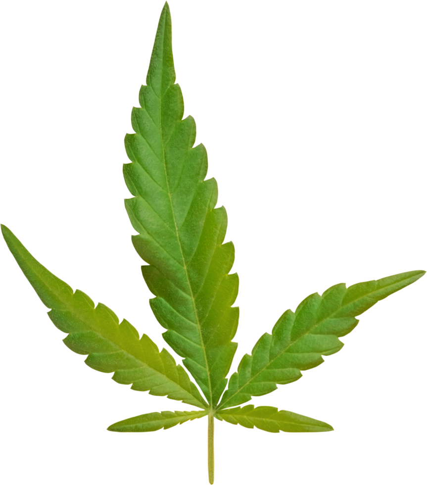 cannabis, hemp leaf cut out on transparent background. png