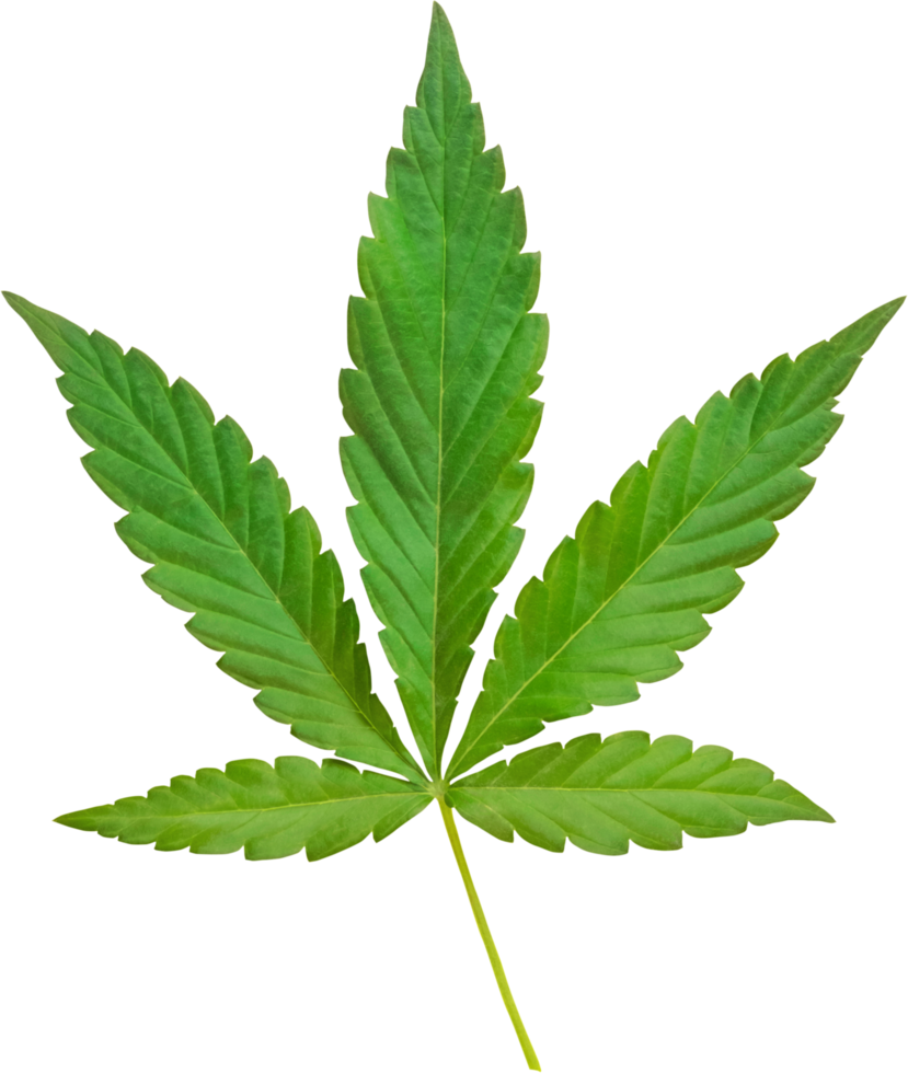 cannabis, hemp leaf cut out on transparent background. png