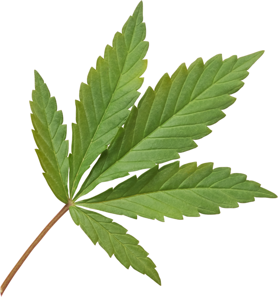 cannabis, hemp leaf cut out on transparent background. png