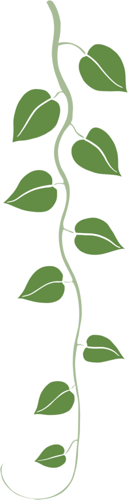 Simplicity ivy freehand drawing png