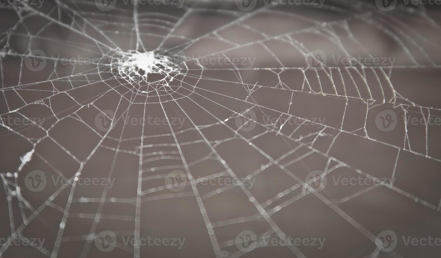 spider web close-up photo