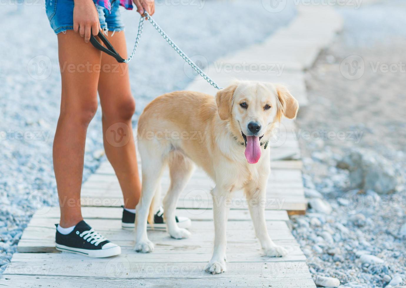 Woman with a dog on a walk on the beach photo