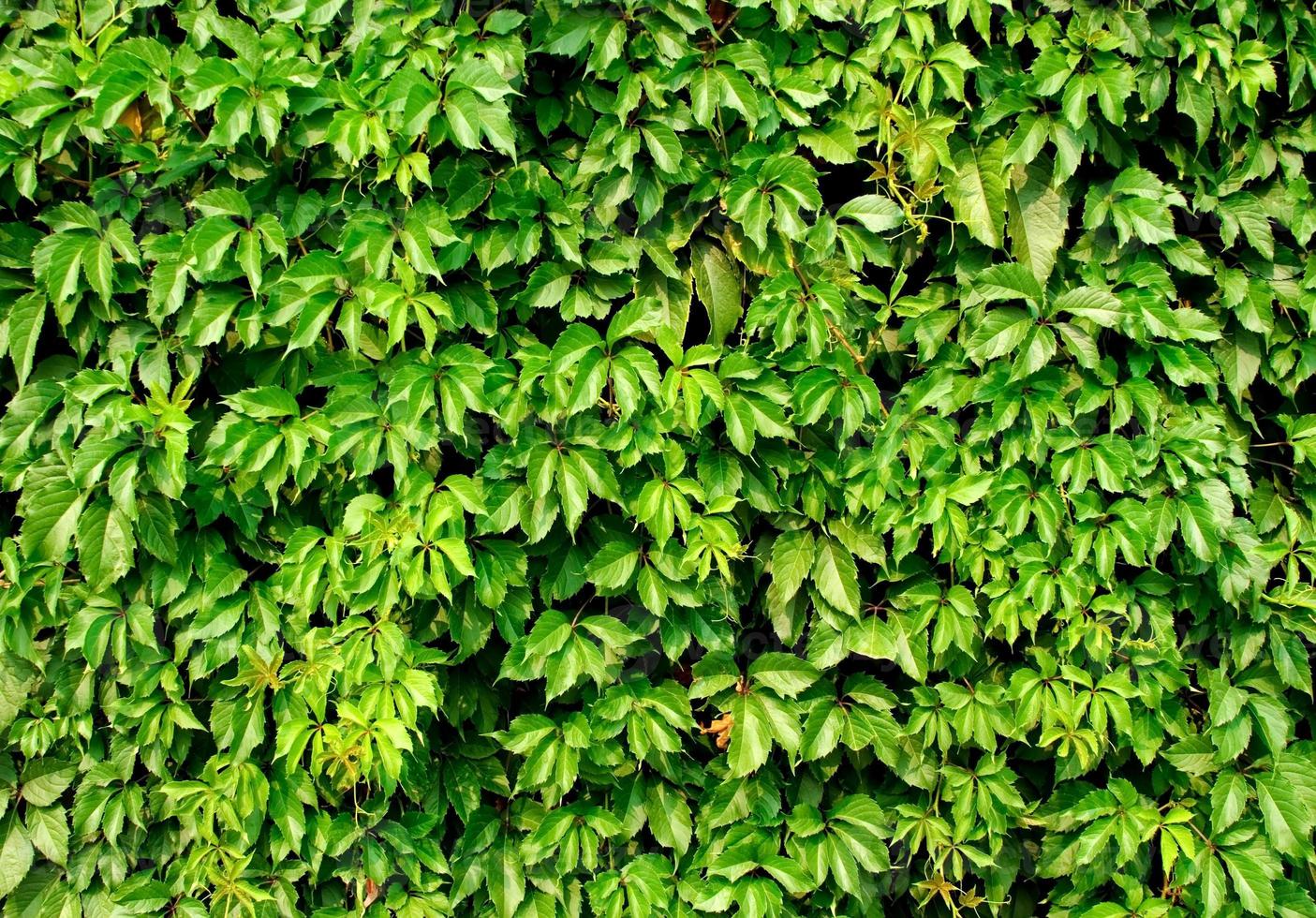 Colorful ivy texture background photo