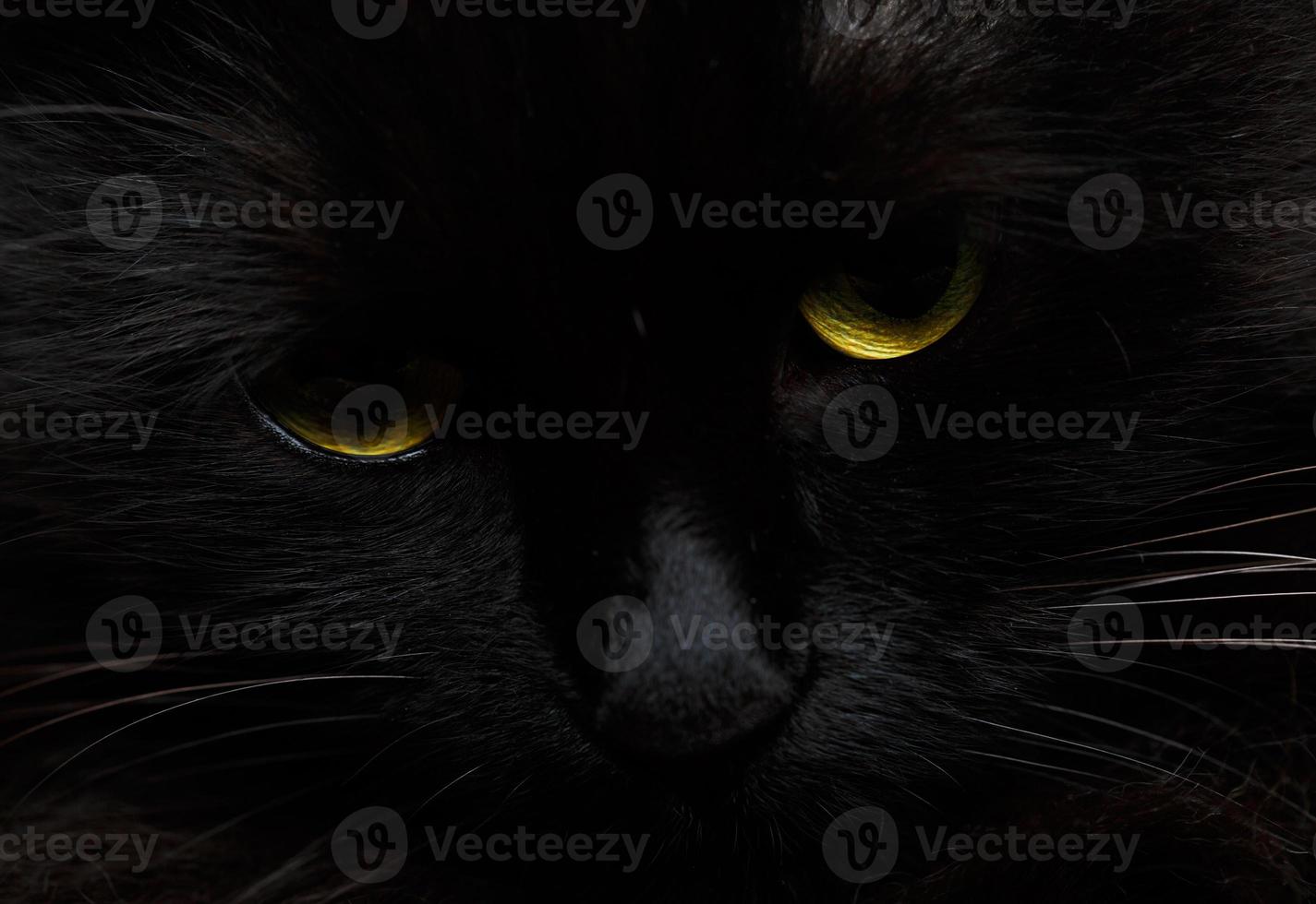 Cute muzzle of a black cat close up photo