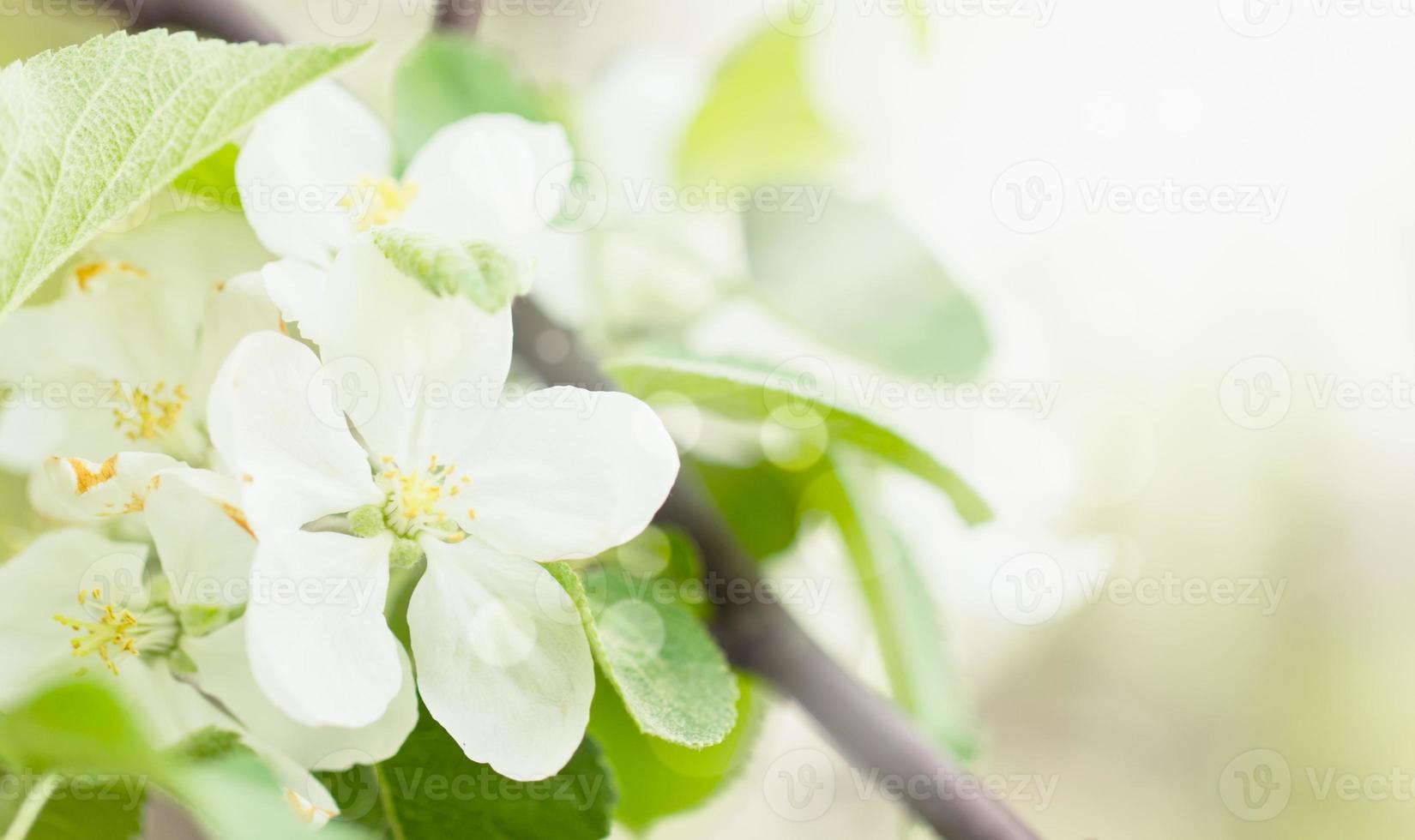 Blooming apple tree photo