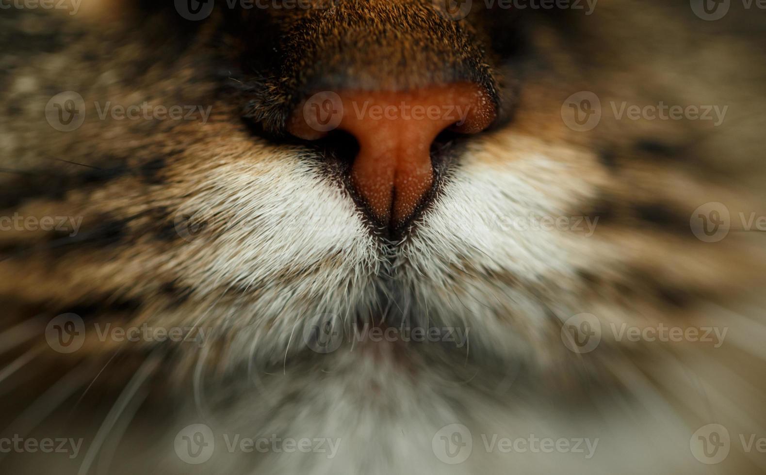 Red nose of tabby cat photo