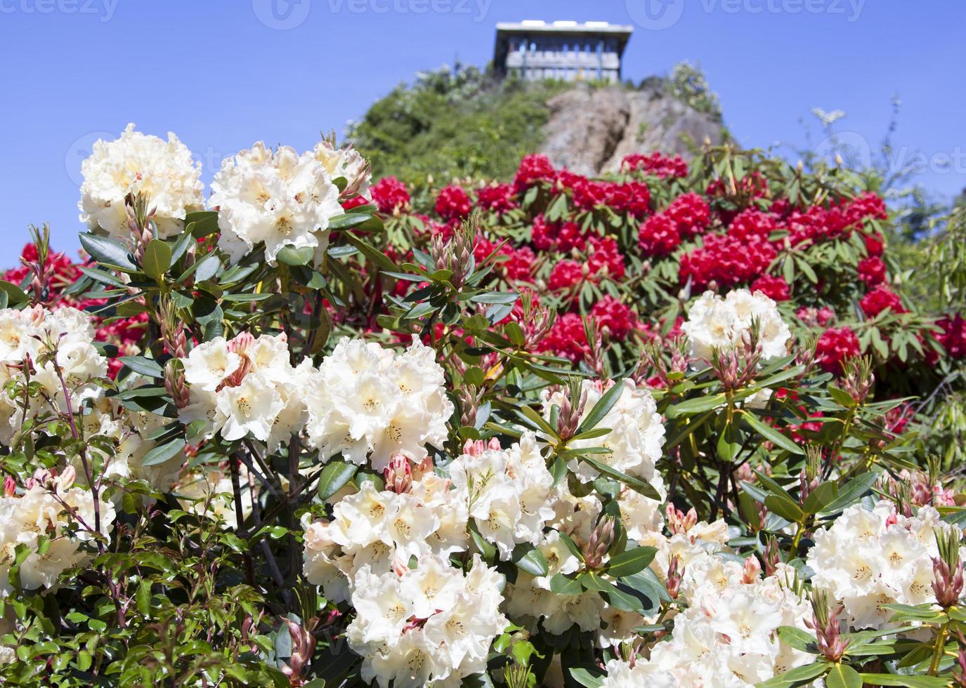 Port Chalmers Town Lady Thorn Rhododendron Dell Flowers photo