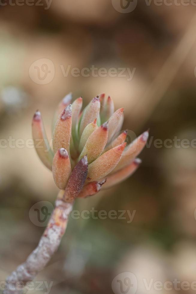 salvaje montaña flor en rocas cerca arriba botánico antecedentes seducir ocroleuco familia crassulaceae grande Talla alto calidad impresión foto