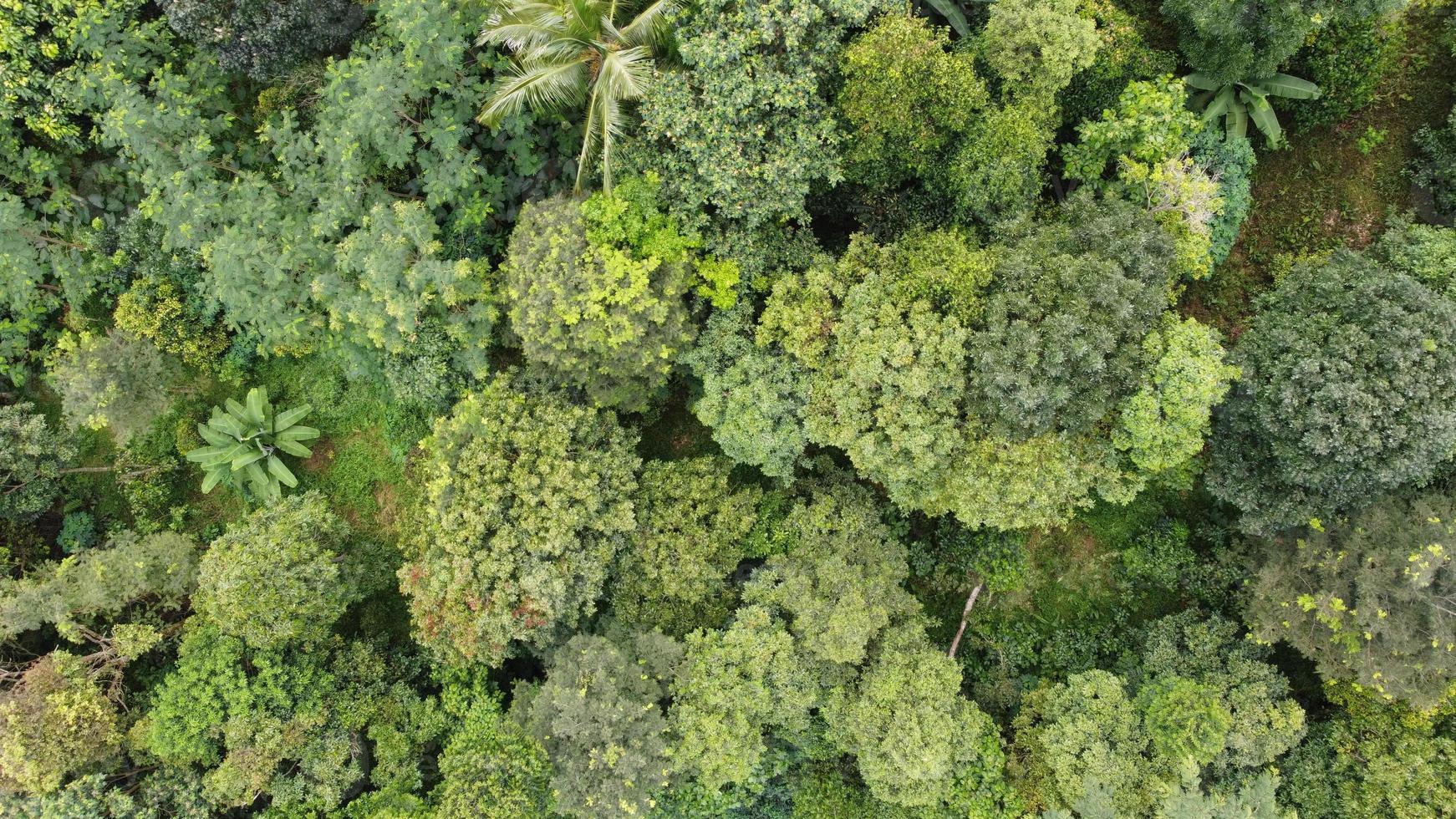 zumbido foto de bosque ver desde encima con natural verde antecedentes