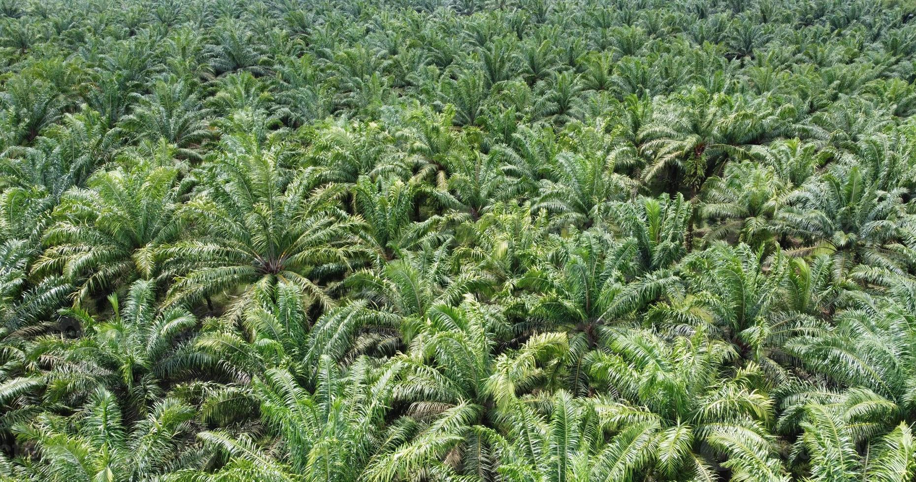 Drone view of the landscape of a beautiful green colored oil palm tree plantation, afternoon in indonesia photo