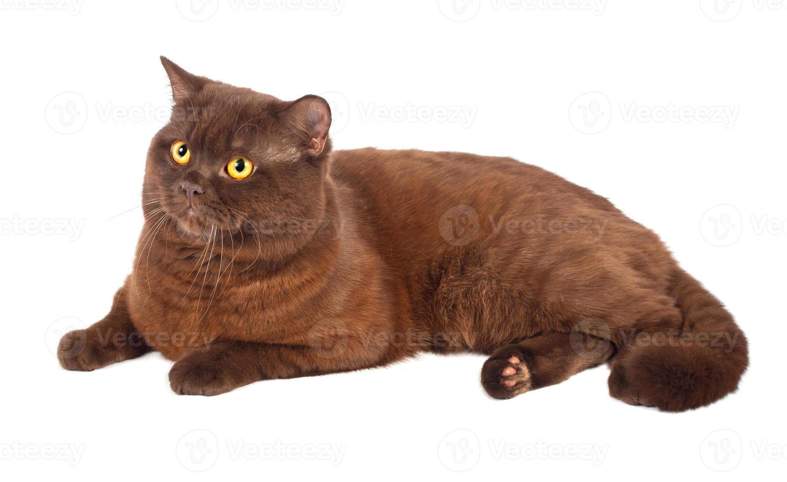 Scottish fold Chocolate cat photo