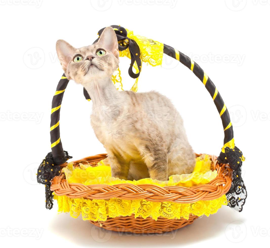 Cat Devon Rex photo