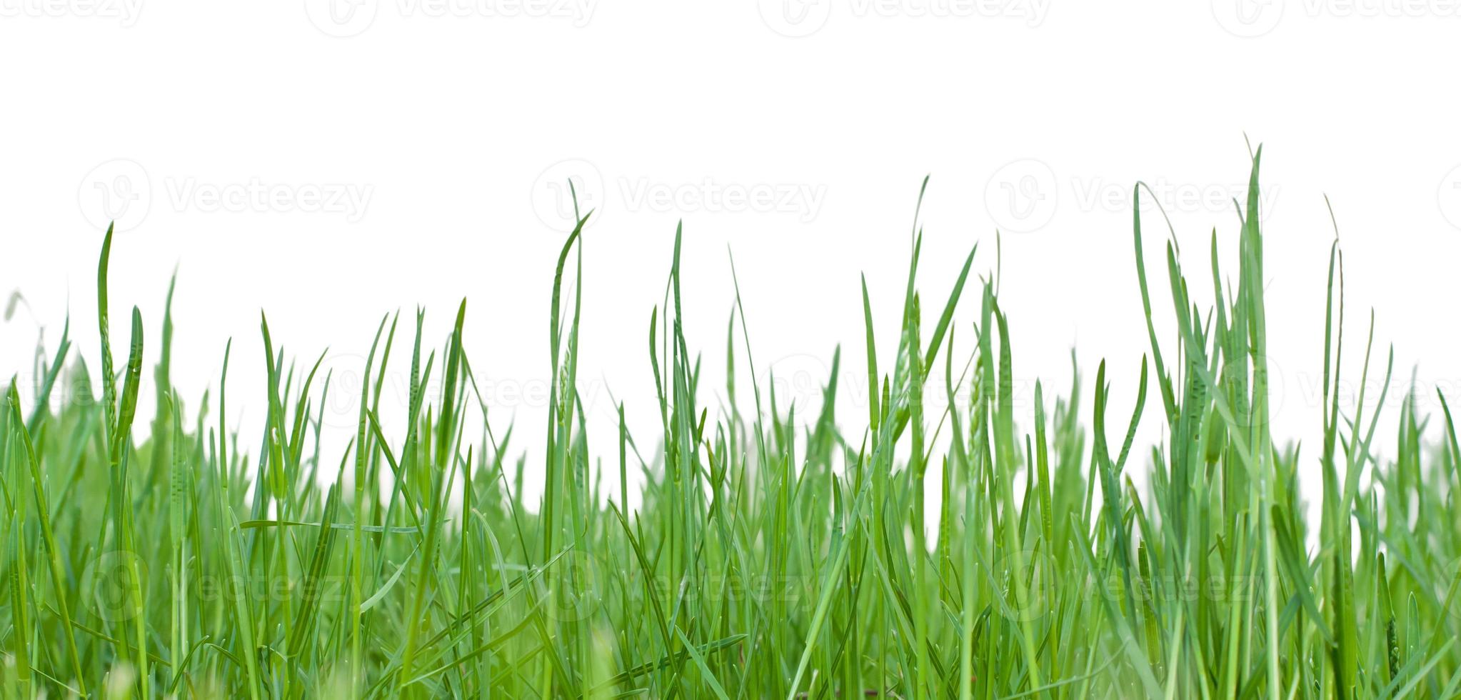 Green grass view photo