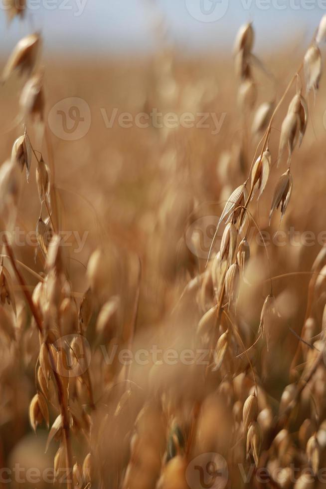Close-up of ripe golden ears rye, oat or wheat swaying in the light wind in field. The concept of agriculture. The wheat field is ready for harvesting. The world food crisis. photo