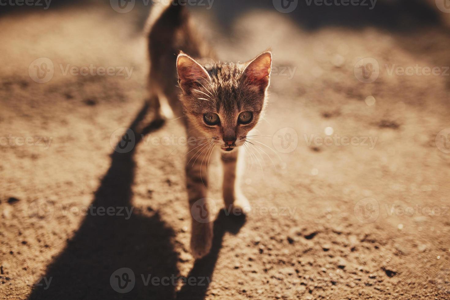 Portrait of cute adorable small kitten walking outdoors at village street. Little village cat meeting the world. photo