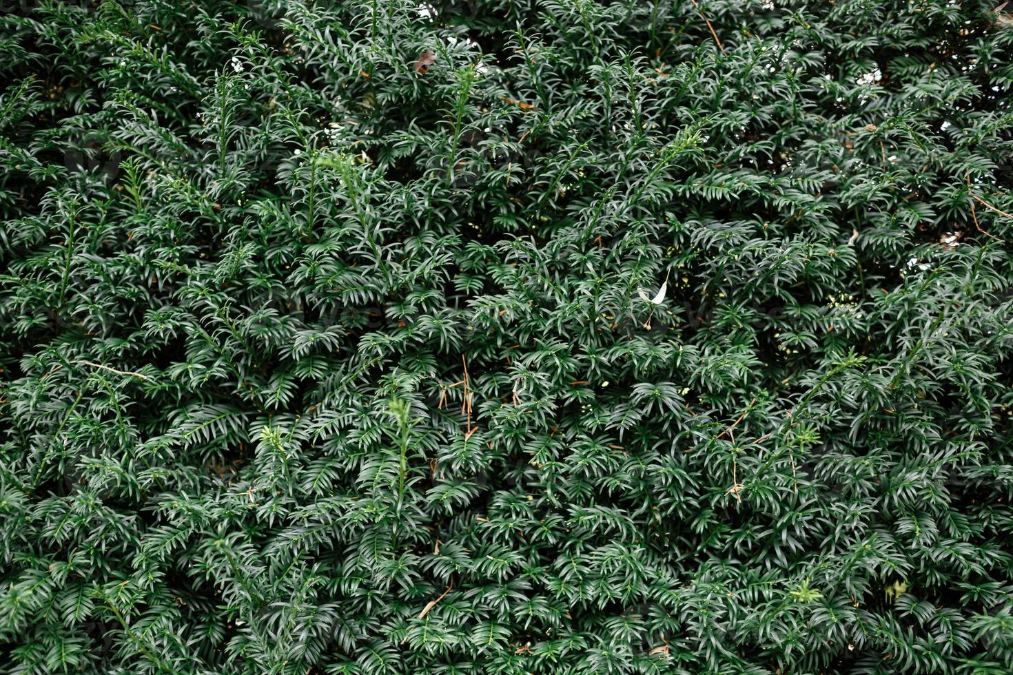 Green leaves background or the naturally walls texture Ideal for use in the design fairly. photo