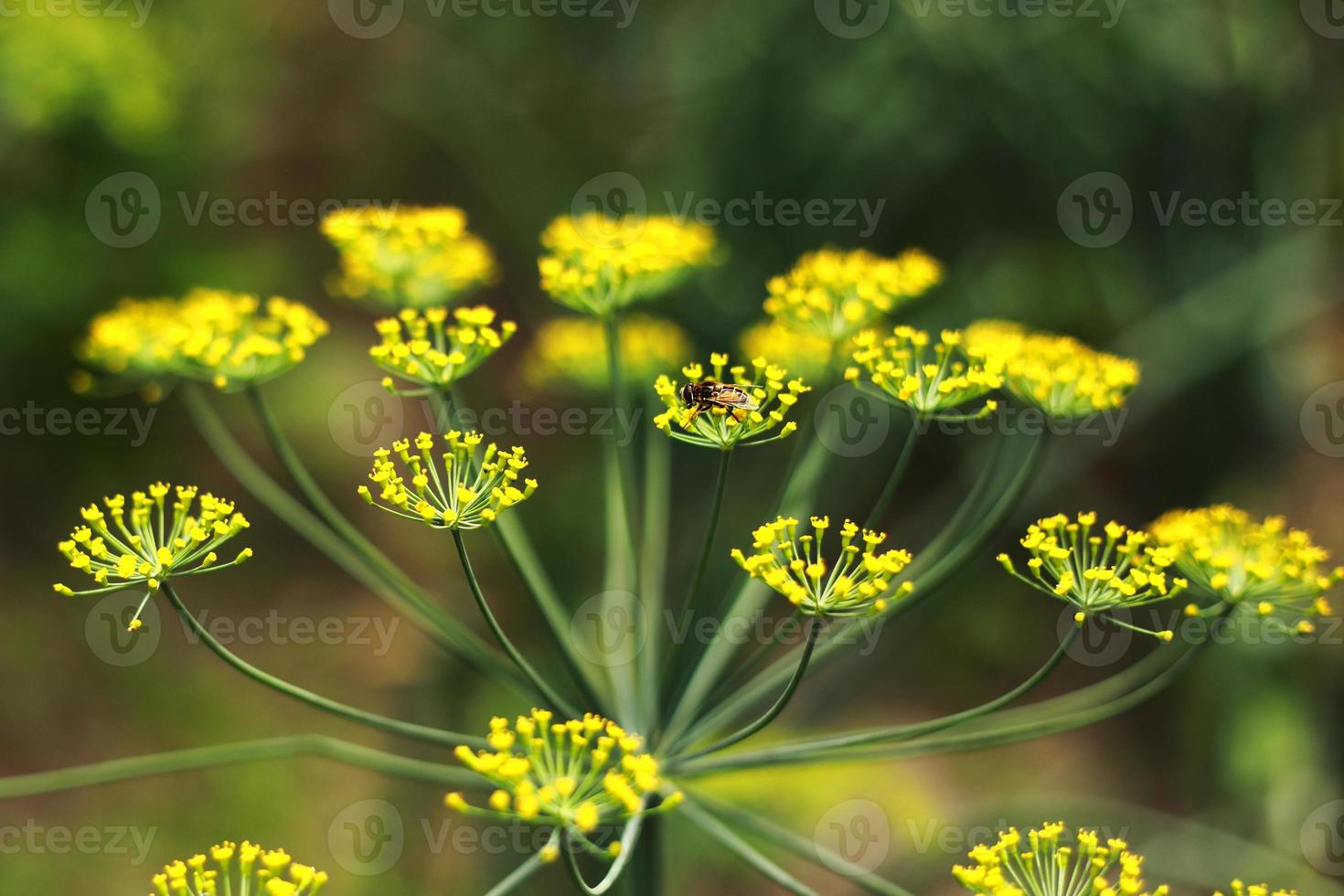 flores amarillas de eneldo, anethum graveolens. de cerca. en el campo abierto en el jardín crece eneldo vegetal foto