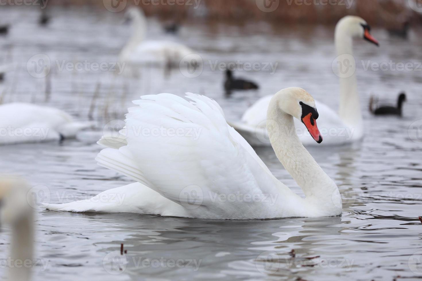 Flock swans swims in the pond. Wintering of wild birds in the city. Survival of birds, nature care, ecology environment concept, fauna ecosystem photo