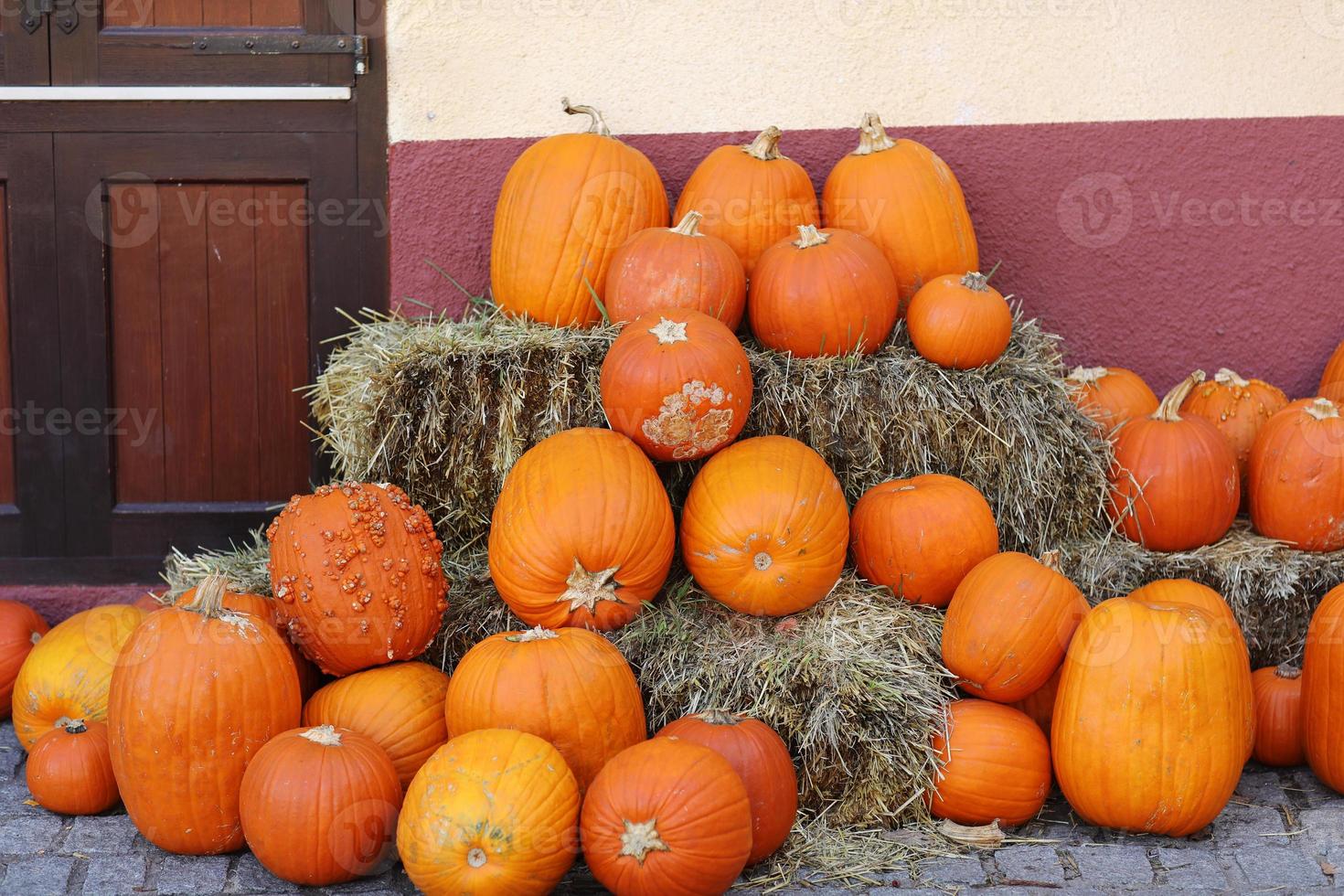 Orange pumpkins lying in the haystack. Pumpkin farmer's market. autumn harvest of vegetables.Harvest pumpkins. Autumn pumpkin season.October and November. The time of harvest. Halloween, Thanksgiving photo