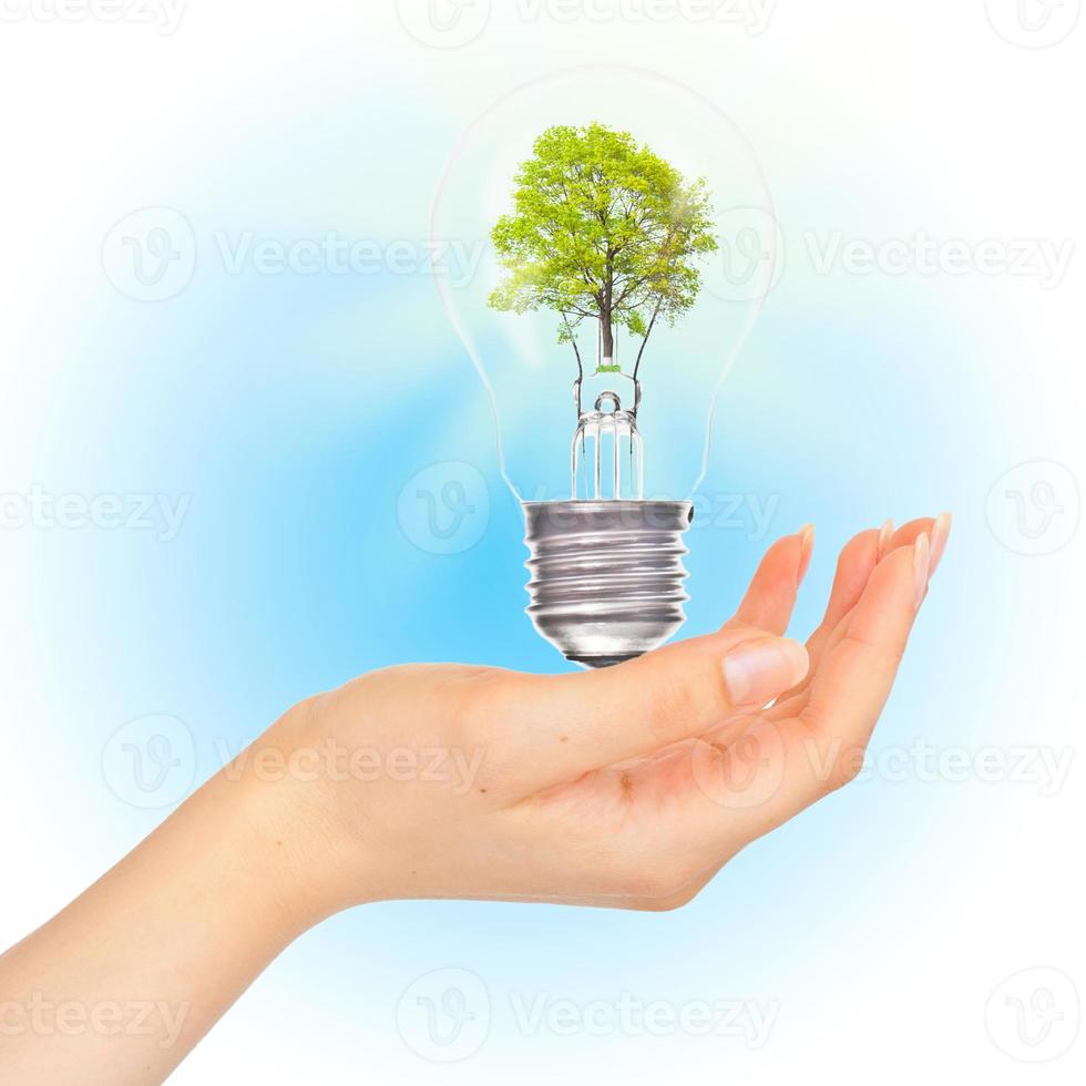 Tree in lamp on hand. photo