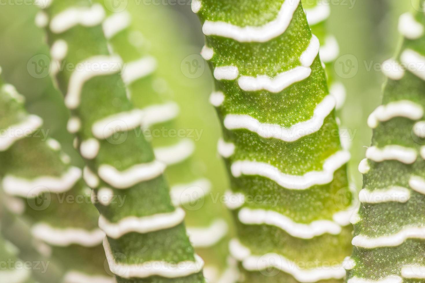 A decorative zebra cactus growing inside as a houseplant. photo