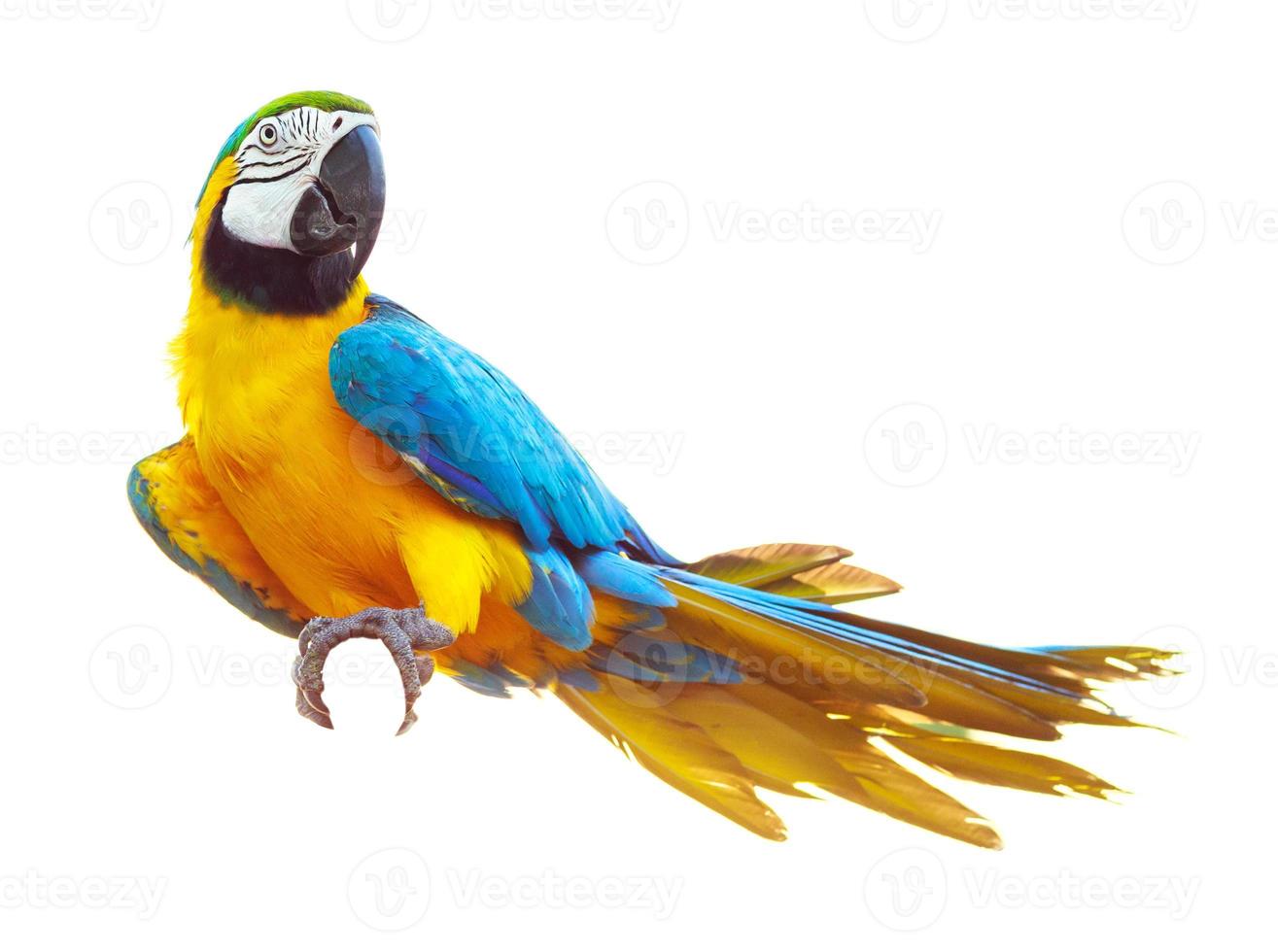 Colorful blue parrot macaw isolated on white photo