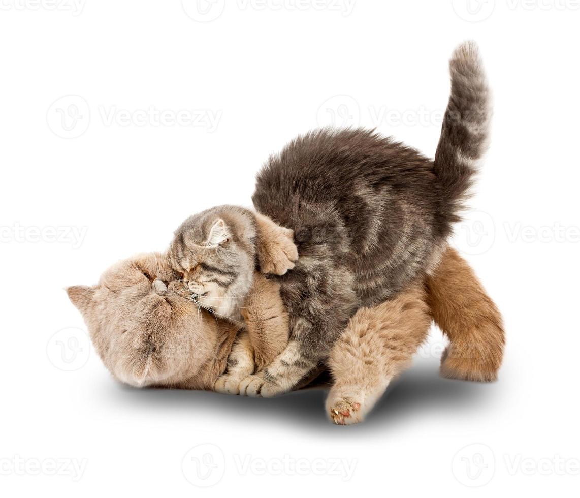 Cats kissing on white background photo