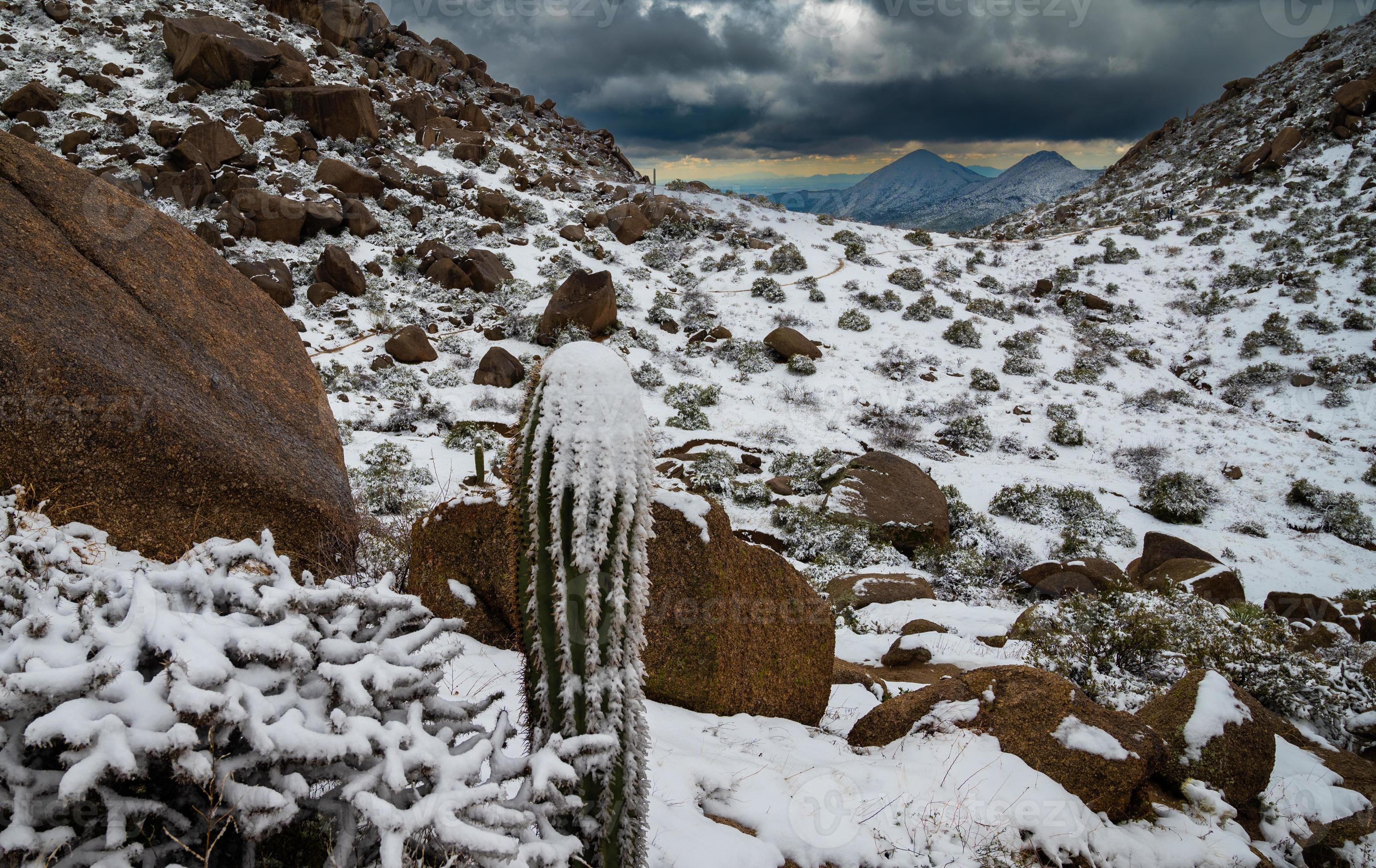 nieve cubierto saguaro cactus en sonora montaña 21136460 Foto de stock en  Vecteezy