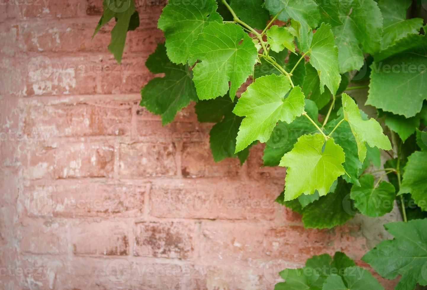 brick wall and vine photo
