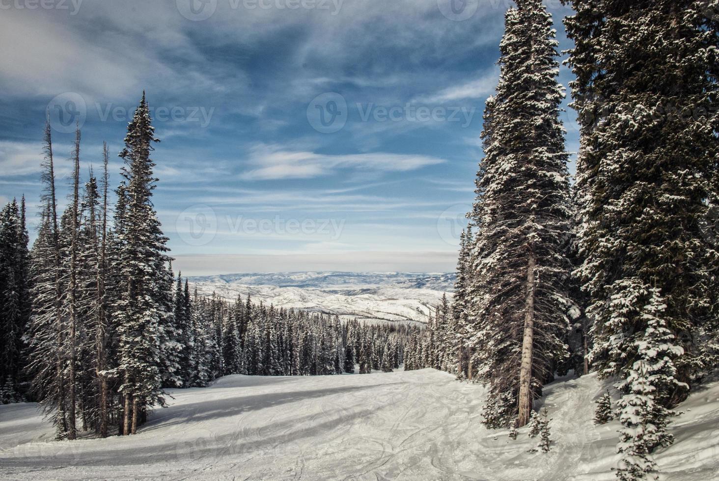 Winter snowy landscape with pine trees. Aspen mountain. photo