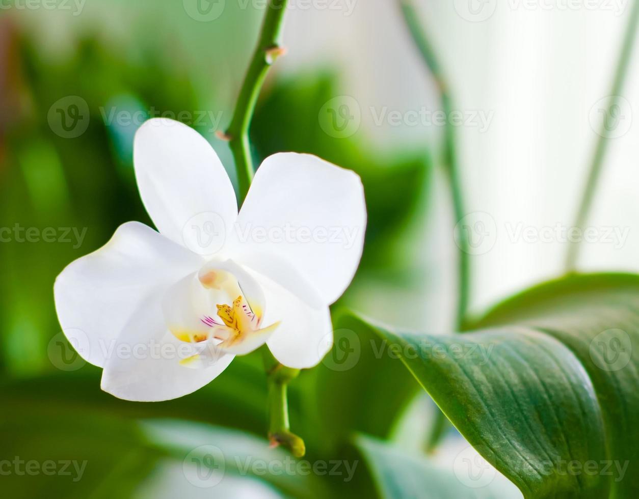 White orchid close-up photo