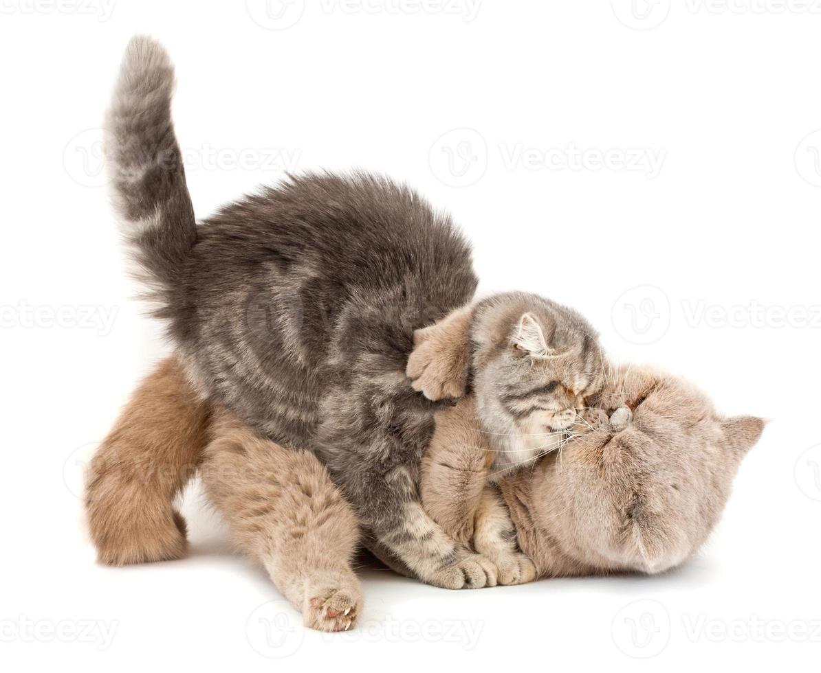 Cats kissing on white background photo