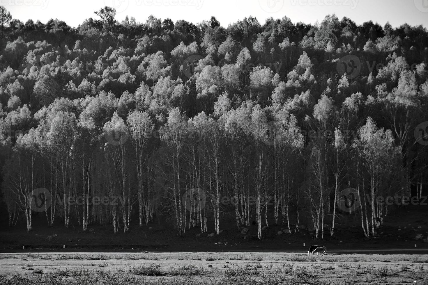 The beautiful birch forest in spring in Hemu Village, Xinjiang is like a fairyland photo