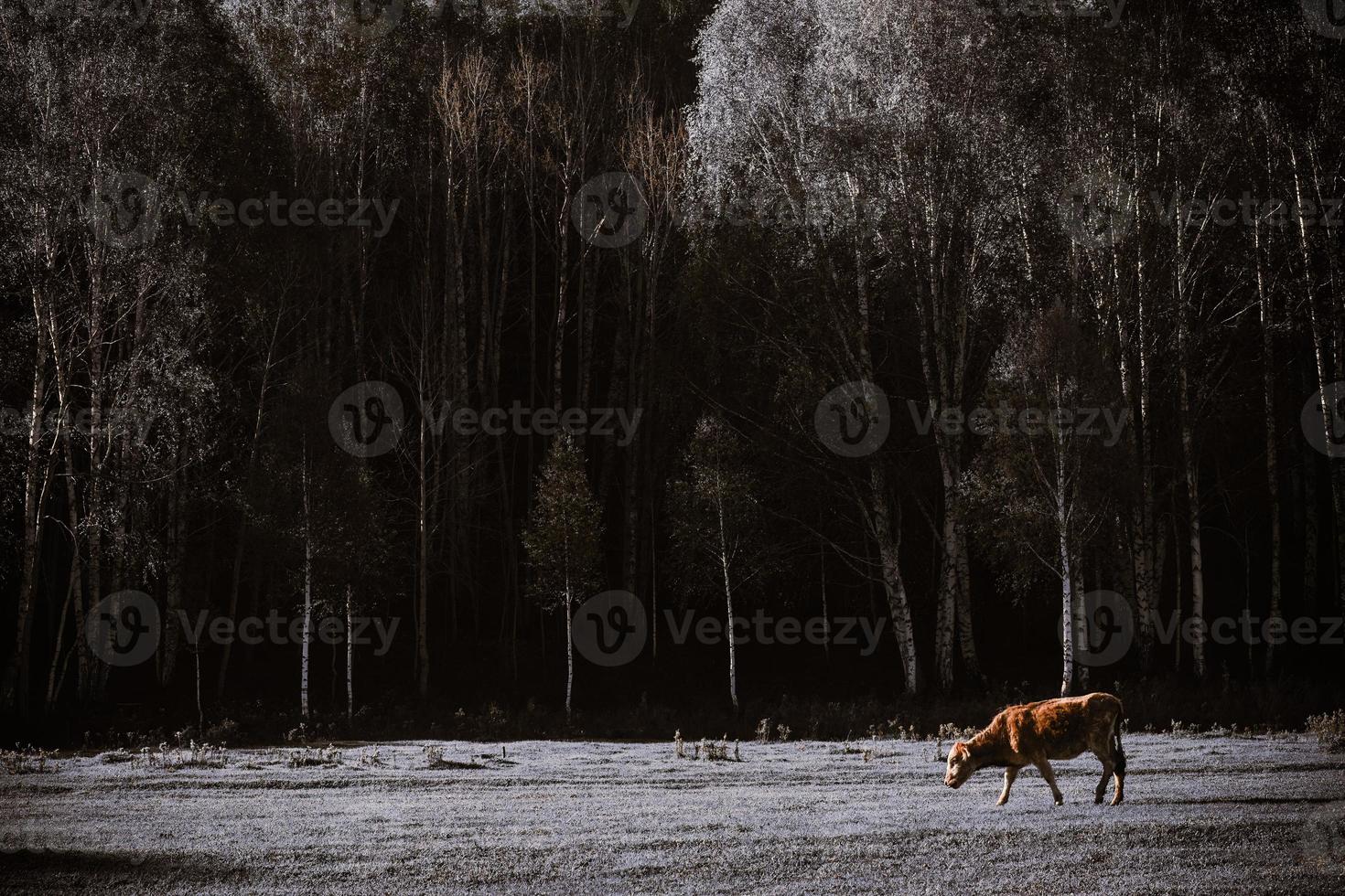 Livestock foraging in front of the beautiful birch forest in spring in Hemu Village, Xinjiang photo