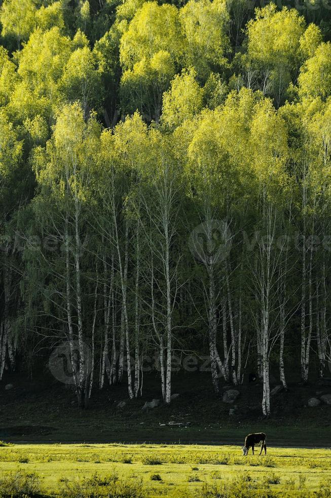 el hermosa abedul bosque en primavera en hemo aldea, Xinjiang es me gusta un el país de las hadas foto