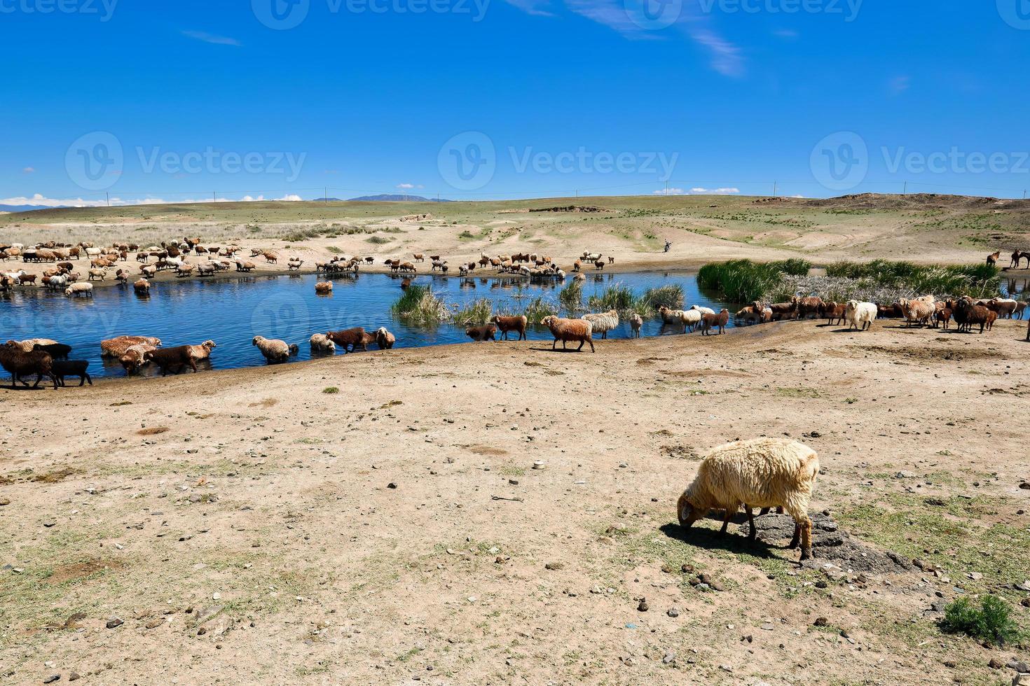 A herd of sheep and horses are drinking water around a clear pond in Jungar Basin, Xinjiang photo