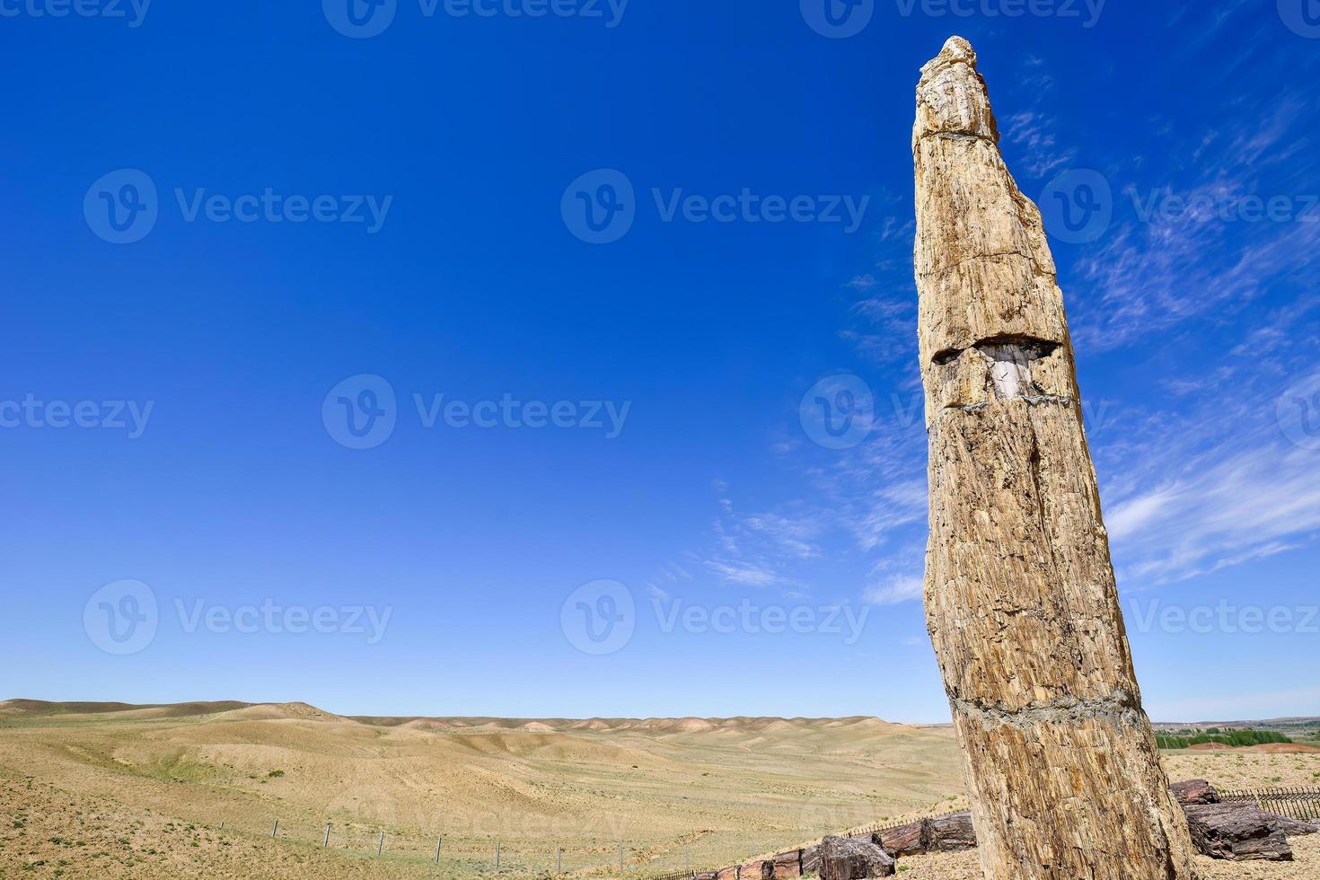 Silicified wood from the Jungar Basin in Xinjiang, also known as wood fossils photo