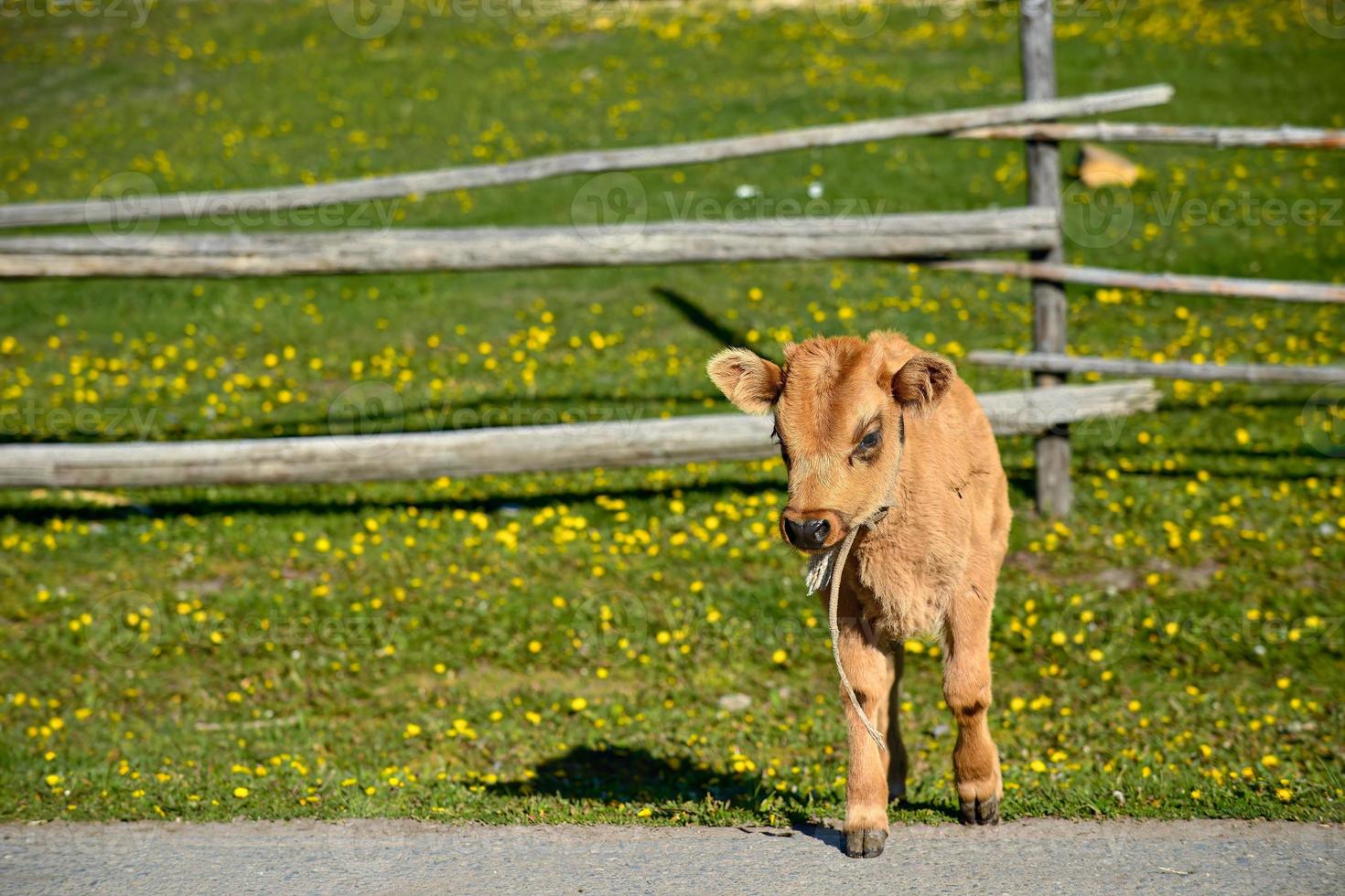 A calf is roaming in Hemu Village, Xinjiang. photo