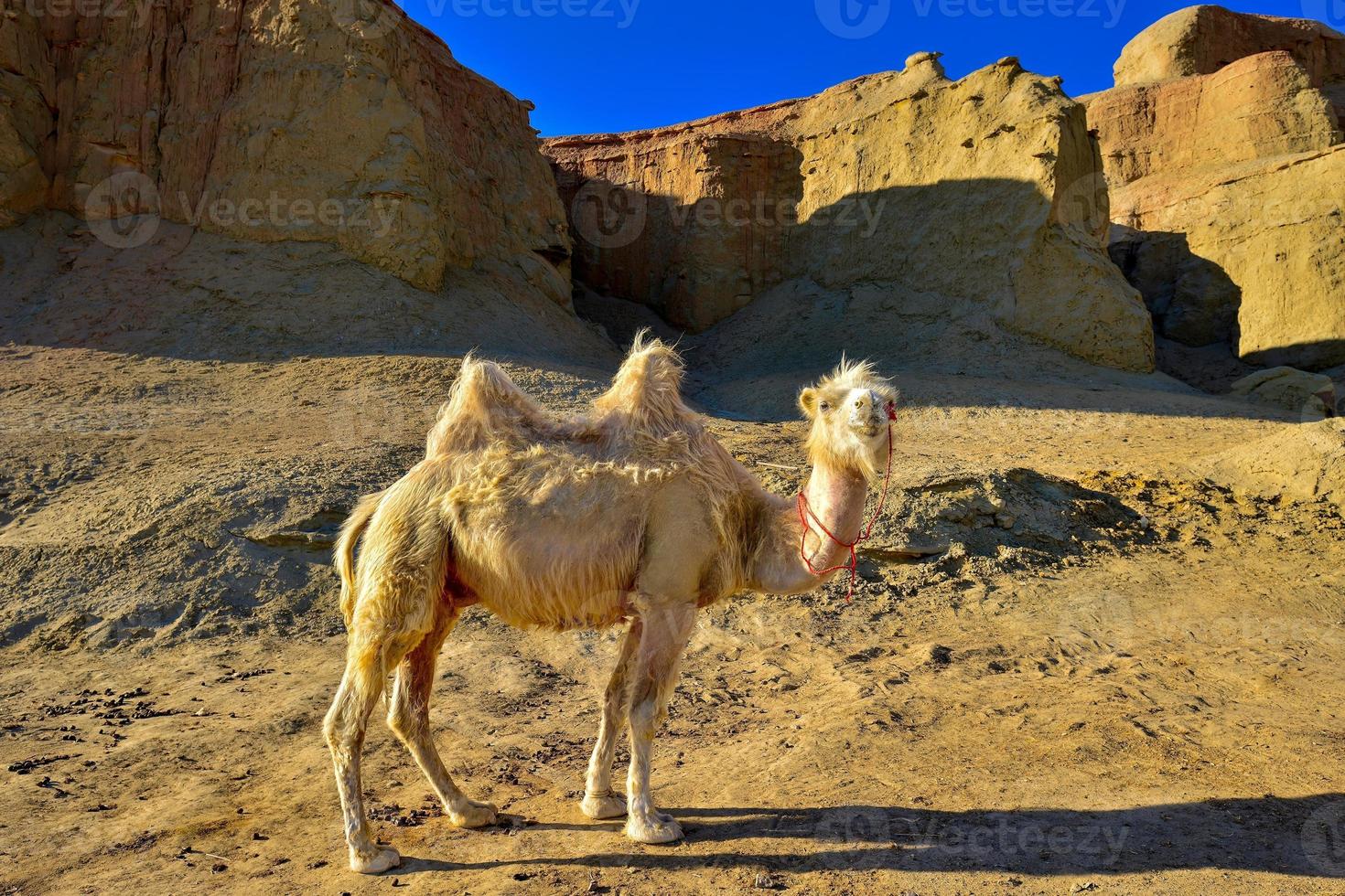 A cute camel in the Ghost City in Xinjiang, China. photo