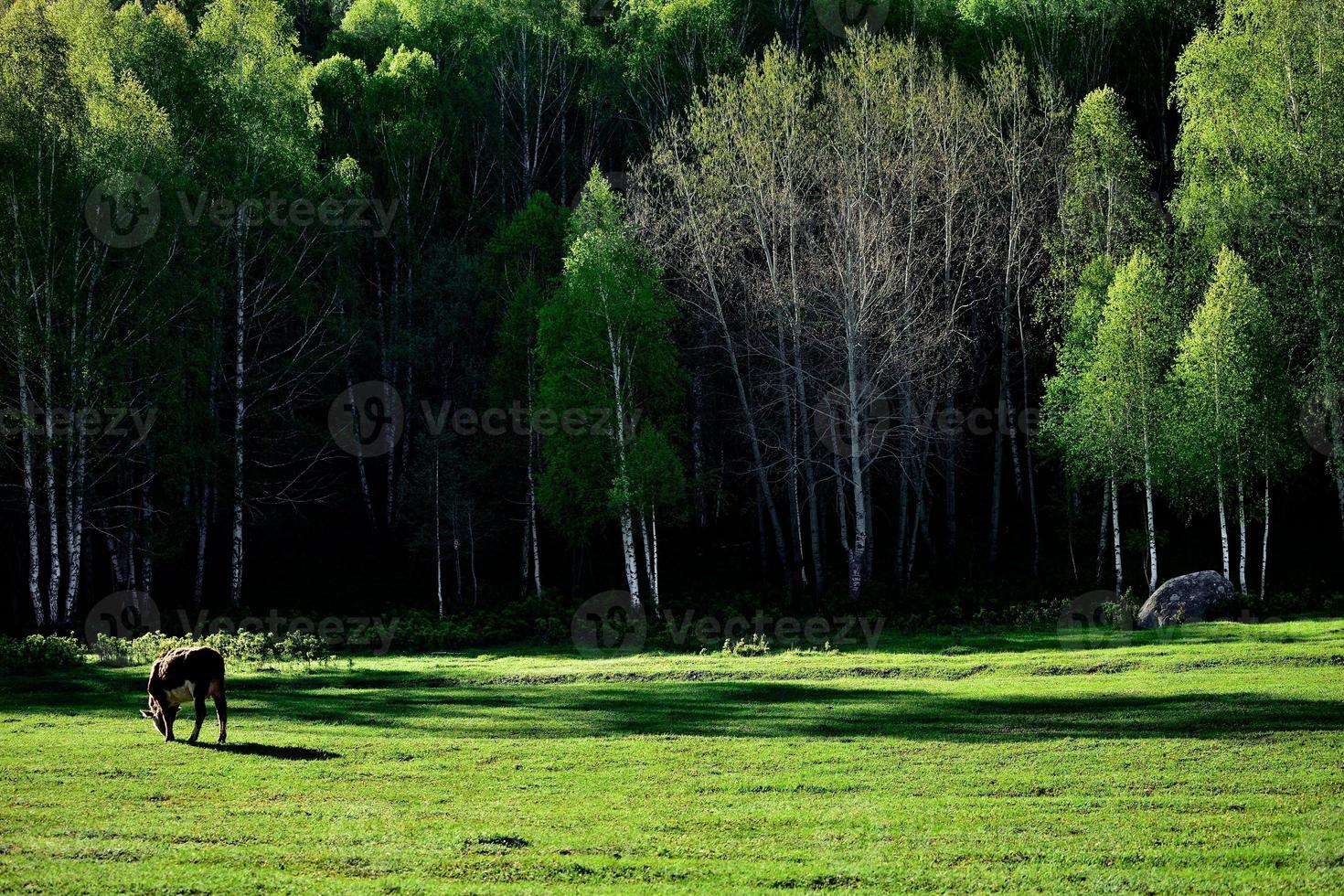 Livestock foraging in front of the beautiful birch forest in spring in Hemu Village, Xinjiang photo