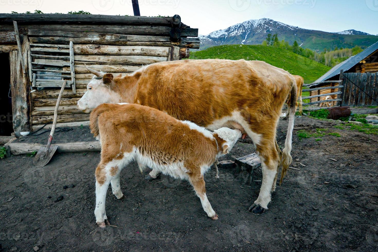 Calf in Kanas Lake is trying hard to drink milk. photo