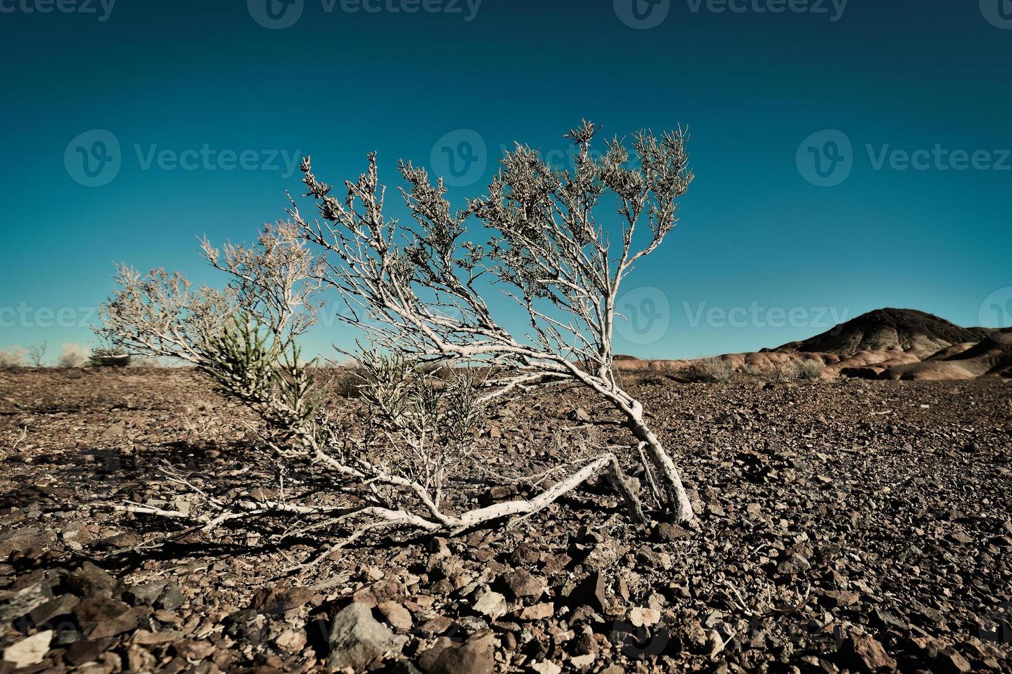 A drought-tolerant plant grows in the desert sun and grit photo